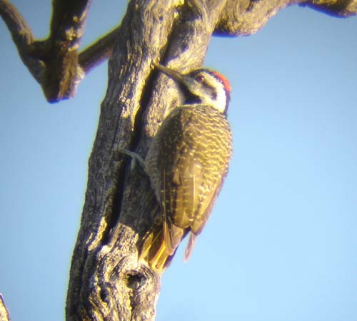 144-Bearded-Woodpecker