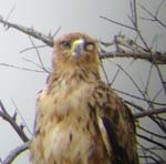 00.01-Tawny_Eagle