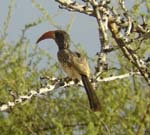 01.09-Montieros-Hornbill_Ameib