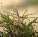 02.03-pair-of-Herero-chats-Spitzkoppe