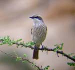 02.04-Herero-chat-Spitzkoppe