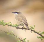 02.05-Herero-chat-Spitzkoppe