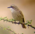 02.06-Herero-chat-Spitzkoppe