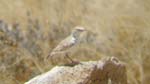 02.10-Grays-Lark-Namib