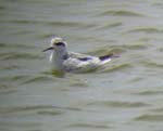 03.3-Red-necked_Phalarope-Walvis
