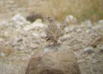 04.06-Spike-heeled-Lark3