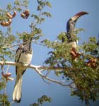 05.10-Montieros-Hornbills