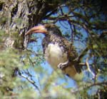 05.11-Montieros-Hornbill_Ugab-River