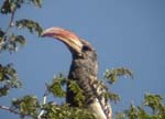 05.12-Montieros-Hornbill