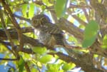 05.13-Pearl-spotted_Owlet