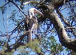 05.16-Damara-Hornbill-Ugab-R