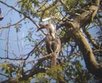 05.17-Damara-Hornbill