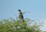 06.05-Pale-chanting-Goshawk