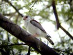 06.09-Pygmy-Falcon_etosha