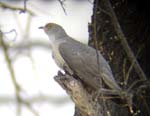 06.12-African-Cuckoo-Etosha