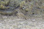 06.14-Pink-billed-Lark
