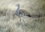 06.15-Kori-Bustard-Etosha