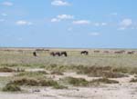 07.03-Etosha-game-