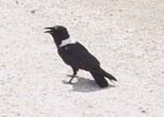 07.05-Pied-Crow