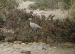 07.06-Double-banded-Courser_Etosha