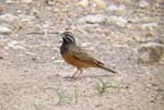 07.07-Cinnamon-breasted-Rock_Bunting_Etosha