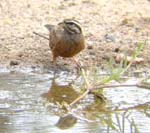 07.09-female-Cinnamon-breasted-Rock-Bunting