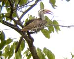 07.10-DamaraXredbilled-Hornbill_Halali
