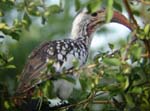 08.01-DamaraXredbilled-Hornbill_Halali-2