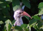 08.02-DamaraXredbilled-Hornbill_Halali-1