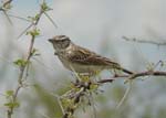 08.05-Sabota_Lark-Etosha