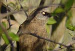 08.09-Black-faced-Babbler-Roys-camp