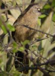 08.10-Black-faced-Babbler-Roys-camp-2