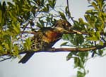 104-Giant-Kingfisher