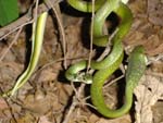 105-Western-green-snakes