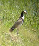 106-Long-toed-lapwing-Mahango