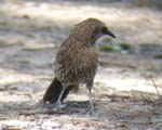 107-Hartlaub's-Babbler-Mahango