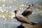 119-Rock-Pratincoles-Popa-falls
