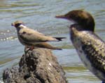121-Rock-pratincoles-w-cormorant