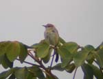 125-Tinkling-Cisticola