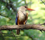 128-Grey-hooded-kingfisher-Rundu