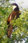 129-Coppery-tailed_Coucal