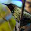 Amethyst Sunbird