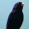 Black Indigobird