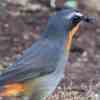 Cape Robin