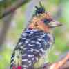 Crested Barbet