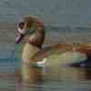 Egyptian Goose