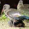 Hadedah Ibis