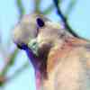 Laughing Dove