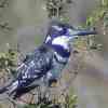 Pied Kingfisher
