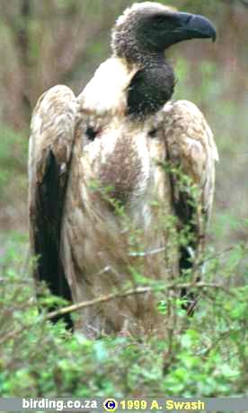 Whitebacked Vulture